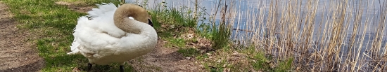 kuňka ohnivá