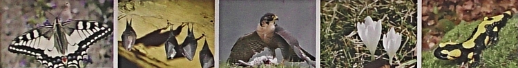 Skalní bludiště